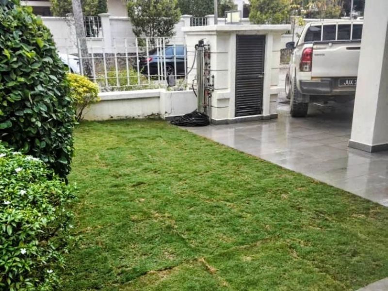 rumput jepun