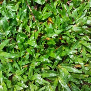 Rumput Hidup Cow Grass