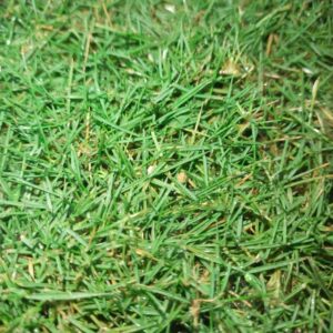 Rumput Hidup Japanese Grass