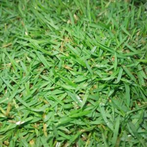 Rumput Hidup Philippine Grass